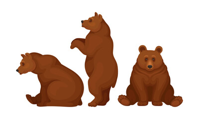 Wall Mural - wild brown bear as forest habitant vector set