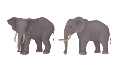 Wall Mural - african elephant with grey skin and trunk in different poses vector set