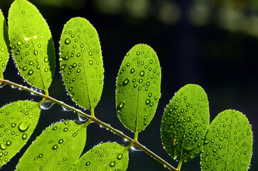 Poster - Leaves of Robinia pseudoacacia, commonly known as black locust, with raindrops