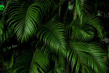 tropical green palm leaf and shadow, abstract natural background, dark tone