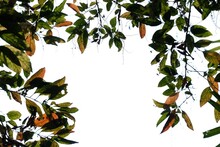 Tropical Two Tones Tree Leaves With Branches On White Isolated Background For Green Foliage Backdrop 