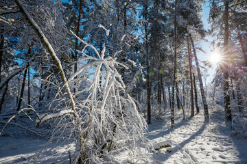 Wall Mural - Winter forest