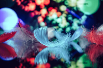 Poster - Beautiful Bird feathers on a bokeh background.  Pattern background for design texture.  Macro view photography.