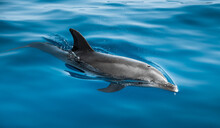 Dolphin Swimming On The Surface Of The Blue Ocean