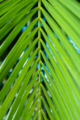 Wall Mural - Palm tree branch in the tropics under the open sky