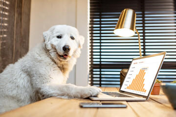 Cute white dog sitting at workplace, working on some charts on a laptop in home office