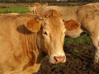 Sticker - Gros plan d'une vache  blonde de Galice .