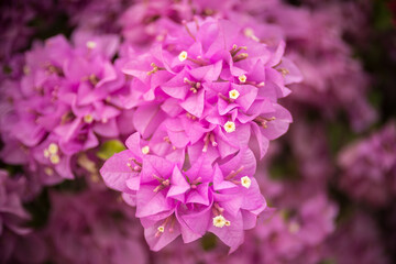 Wall Mural - Pink bougainvillea flower with beauty bokeh
