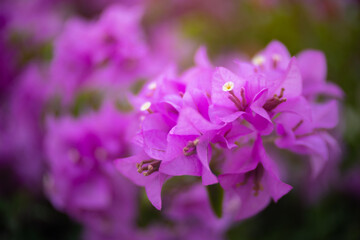 Wall Mural - Pink bougainvillea flower with beauty bokeh.16:9 style