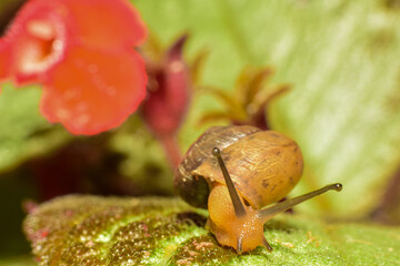 Snail, a small snail captured in macro in the garden among flowers and leaves, low depth of field, selective focus.