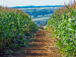 A view through a maize field in the hamlet of Neville Holt, Leicestershire in the summertime