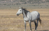Fototapeta Konie - Wild Horse in Spring in the Utah Desert