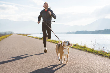 Wall Mural - morning jogging with a pet: a man running together with his beagle dog by the asphalt way with a fog