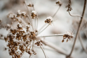 dried flowers