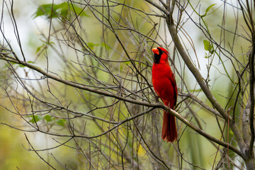 one male northern cardinal bird perched in on tree branch. one colorful songbird