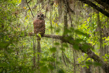 owl in tree in florida swamp