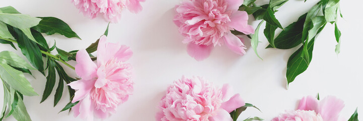 Wall Mural - header with pink peony flowers pattern on a white background. tenderness pastel concept.