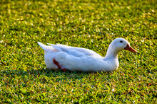 White Duck On Green Grass