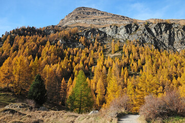 Wall Mural - Golden larches can be found all around Zermatt in autumn.