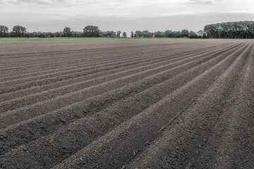 Wall Mural - Typical Dutch polder landscape in springtime. The potatoes have recently been machine-planted into long ridges.