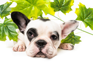 Poster - French bulldog puppy isolated on white