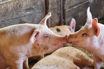 kissing pigs