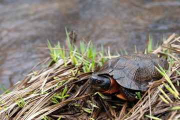 Wood turtle