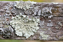Close-up Of Lichen On Wooden Fence