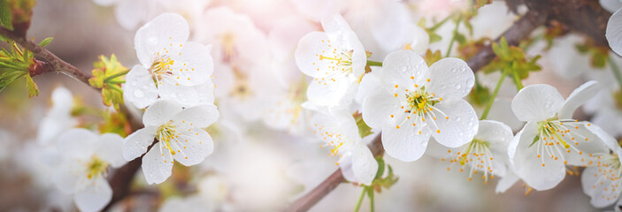 Panoramic spring view with cherry blossoms. Raindrops on cherry blossoms