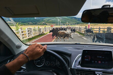 Crop Person In Vehicle While Herd Of Cattle Crossing Road In Local Countryside Of Ganzi Region