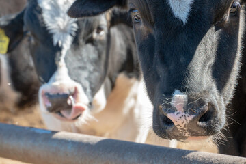 Close-up of a cow's face. Livestock farm. Cows with sad faces stand in a dirty locked pen. Cruelty to animals. production of cow meat and milk.