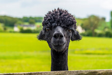 A Friendly, Recently Sheared, Black Coloured Alpaca In Charnwood Forest, UK On A Spring Day, Shot With Face Focus And Blurred Background