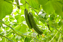 Growing Cucumbers In Industrial Agricultural Greenhouses. Close-up Photos Of Plants.