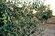 © Fatima Guisado/ADDICTIVE STOCK - Ripe green olives hanging on tree branches during harvesting season in rural zone
