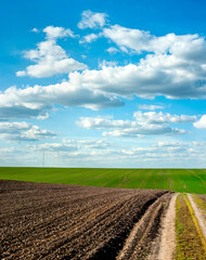 Wall Mural - plowed and grren fresh wheat field with dirt road in spring, beautiful blue sky with clouds