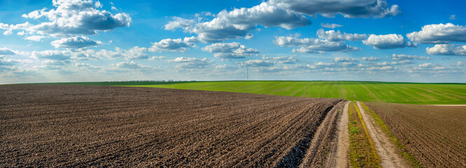 Wall Mural - plowed field and grren fresh wheat dirt road in spring, beautiful blue sky with clouds