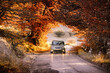 The car drives through a beautiful arch of autumn trees. Republic of Crimea