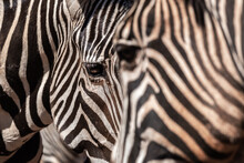 Closeup Of Muzzle Of Cute Wild Zebra With Striped Fur Standing In Nature