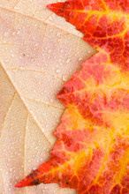 Closeup Of A Pair Of Scarlet Maple Acer Rubrum Leaves As They Turn Color In Autumn