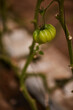 © Si And Si/ADDICTIVE STOCK - Low angle of delicious green tomatoes growing in greenhouse in countryside at daytime