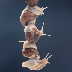 Wall Mural - Helix pomatia. snails hold each other with suckers. romance and relationships in the animal kingdom. mollusc and invertebrate.