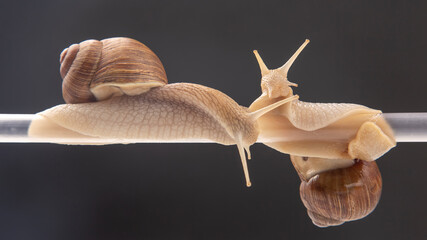 Helix pomatia. snails hang from a plastic tube. romance and relationships in the animal kingdom. mollusc and invertebrate. delicacy meat and gourmet food