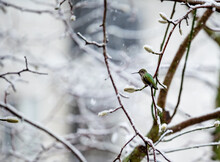 Side View Of Anna's Hummingbird Perched On Snow Covered Tree Branch 