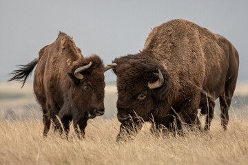 male and female bison stand next to each other