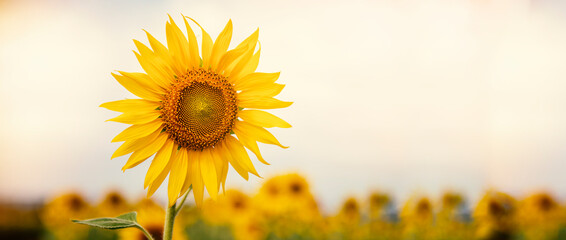 Fotomurales - Sunflower blooming in the farm with sunlight, golden fields.
