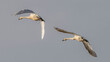 flying swans in flight
