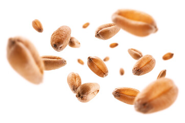 Wheat grains levitate on a white background