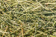 Fresh alfalfa hay as background