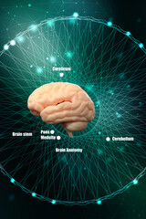 Poster - 3d illustration human health brain