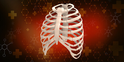 Poster - 3d render Rib cage bones. Human skeletal system
